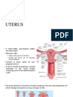 Anatomy of Uterus and Vagina and Pudendum