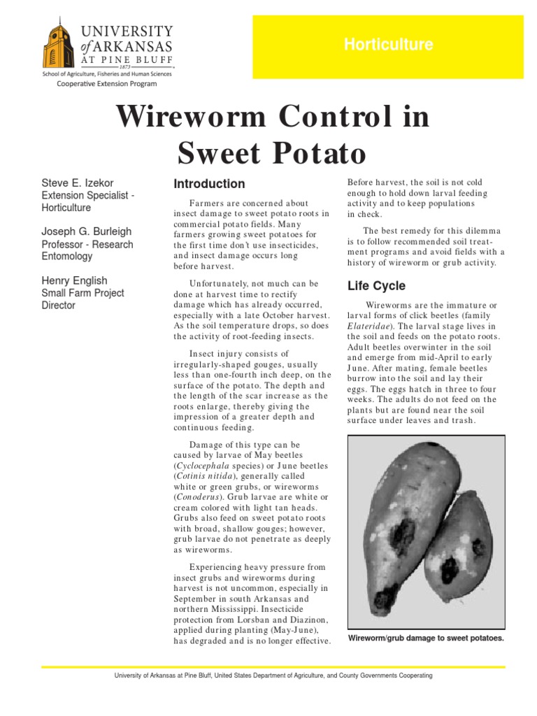 Wireworm Control in Sweet Potato: Horticulture | PDF | Beetle | Potato