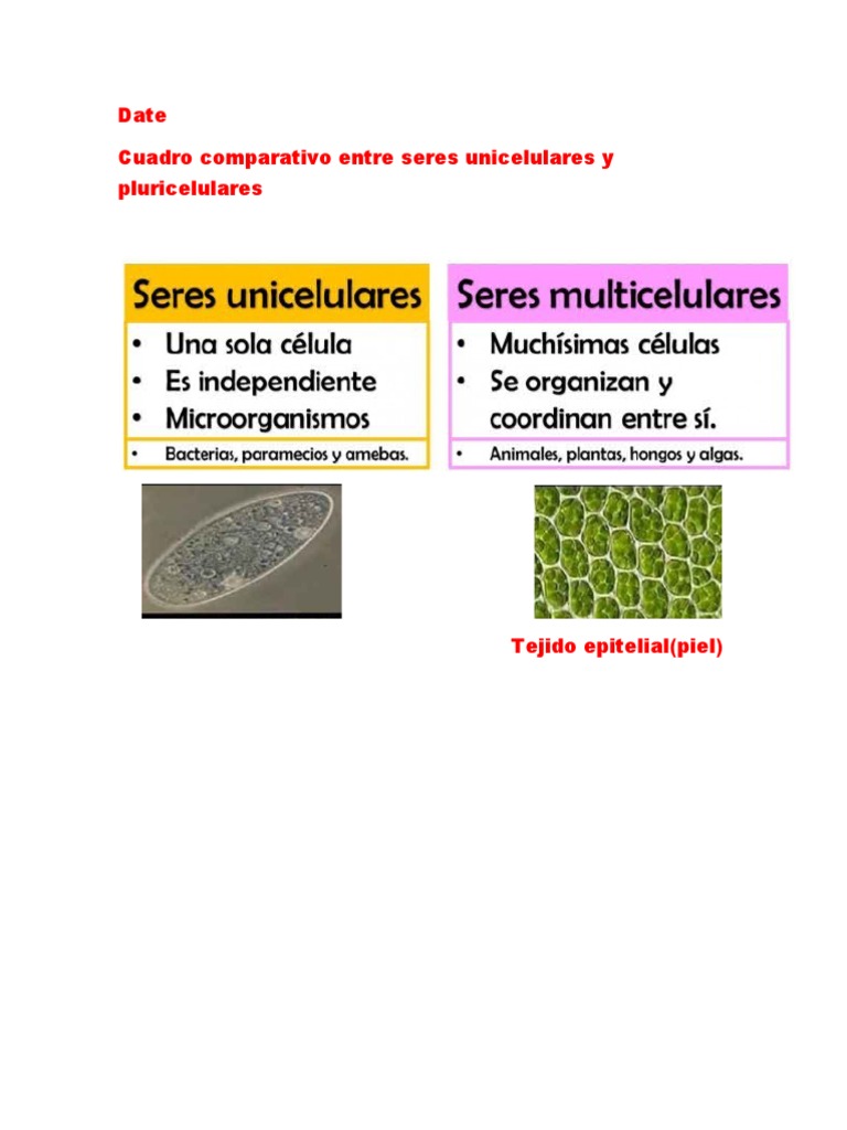 Cuadro Comparativo Seres Unicelulares y Pluricelulares | PDF