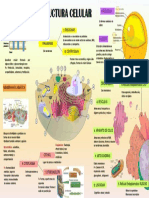 Infografia Estructura Celular Sanchez Marceliano Sofia