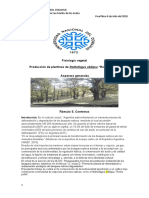 Cultivo de Nothofagus Obliqua Final de Fisiología 8 de Julio 2020