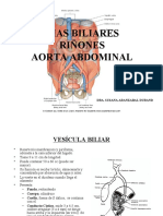 29vías Biliares - Riñones - Aorta Abdominal