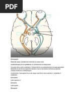 Neuroatomia Resumen Via Visual