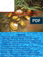 Определение Ионов Металлов в Раковинах Пресноводных Моллюсков. Презентация