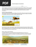 Flujo de Energía en El Ecosistema Guia