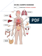 Organos Del Cuerpo Humano