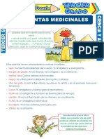 Las-Plantas-Medicinales-para-Tercer-Grado-de-Primaria