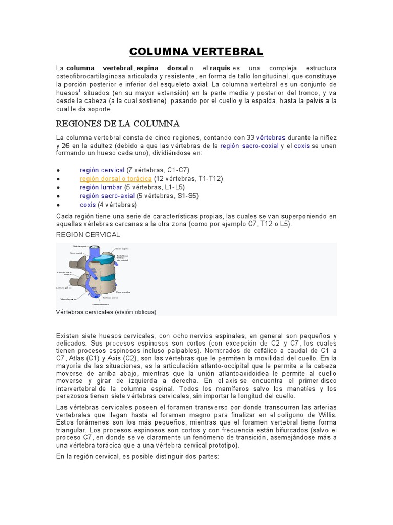 Estructura y Funciones de la Columna Vertebral | PDF | La columna ...