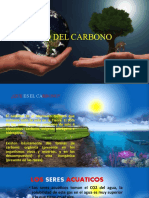 Ciclo Del Carbono