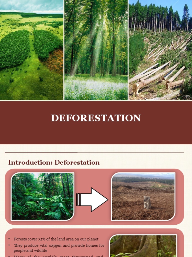 DEFORESTATION | PDF | Deforestation | Climate Change