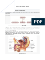 Pertemuan 1 Sistem Reproduksi Pada Manusia