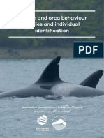 Dolphin and Orca Behaviour Studies and Individual Identification