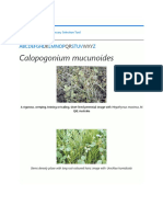Calopogonium Mucunoides: Tropical Forages
