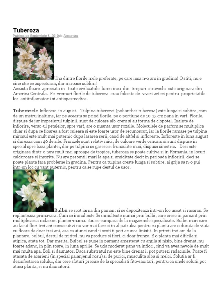 Tube Roza | PDF