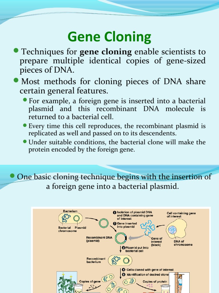 Gene Cloning Techniques Explained | PDF | Molecular Cloning | Plasmid