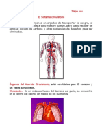 Sistema circulatorio: órganos y funciones