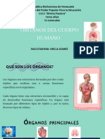 Organos Del Cuerpo Humano