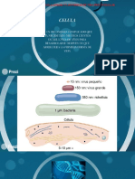 Comparacion Entre La Celula Animal y Las Formas