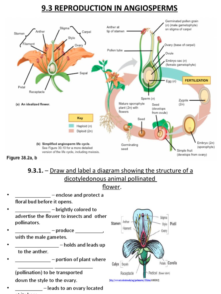 Angiosperm Reproduction and Germination Guide | PDF | Seed | Germination
