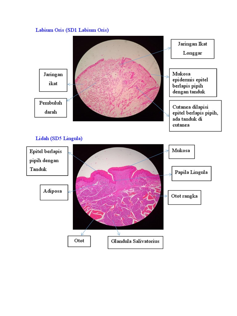 Histologi Labium dan Lidah Manusia | PDF