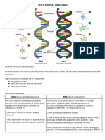 DNA E RNA: Differenze