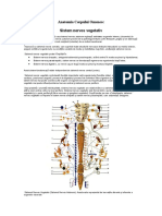 Anatomia Corpului Omenesc