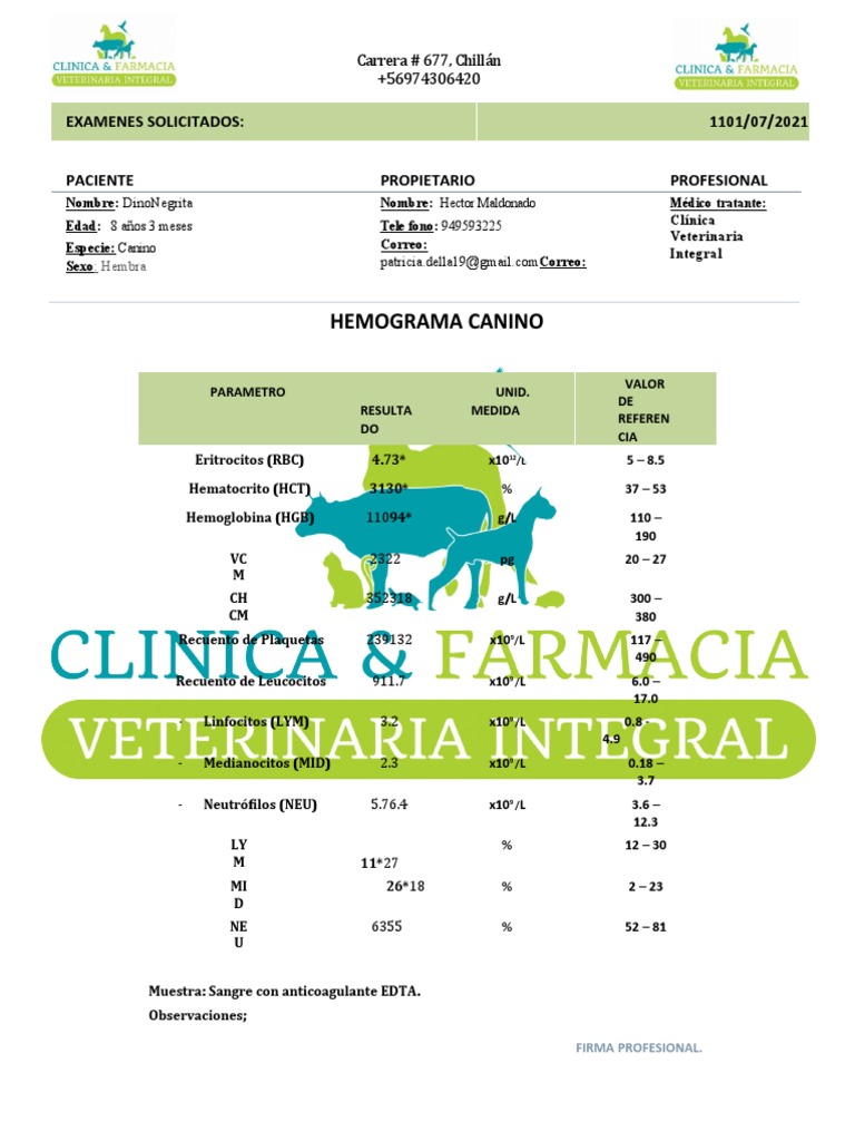 H y PB Perro Adulto | PDF | Hematología | Fluidos corporales