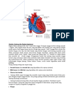 Jantung dan Sistem Sirkulasi
