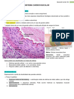 Sistema cardiovascular: estrutura, doenças e fisiopatologia