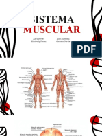 Sistema Muscular-Grupo 02