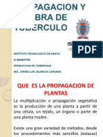 Propagacion de Plantas Papa