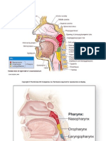 12 Pharynx