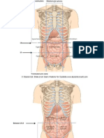 16 Abdominal Region