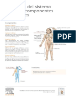 Anatomia Sistema Linfático.