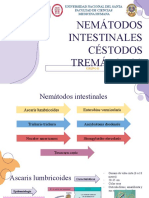 Nemátodos intestinales y cestodos: grupos, características y tratamiento