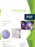 12 Clostridium spp