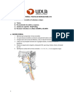 Guia Practica Neuroanatomia 201320