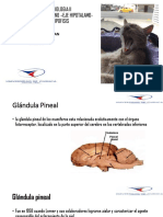 Glandula Pineal (1)