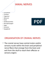 Olfactory Nerve