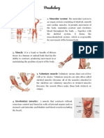 Vocabulary - Muscular System