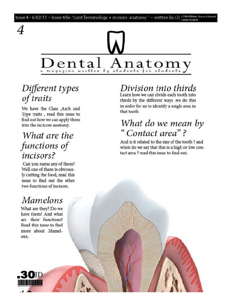 Dental Anatomy Lecture 4 Mouth Dentistry Branches Free 30day