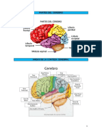 Partes Del Cerebro