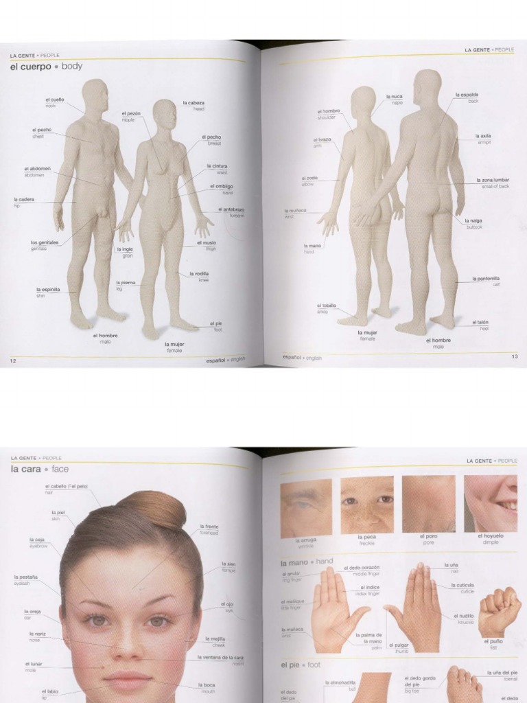 Spanish English Visual Bilingual Dictionary | PDF | Sistema  musculoesquelético | Órgano (anatomía), image size:768x1024