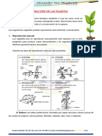 Reproducción de Las Plantas