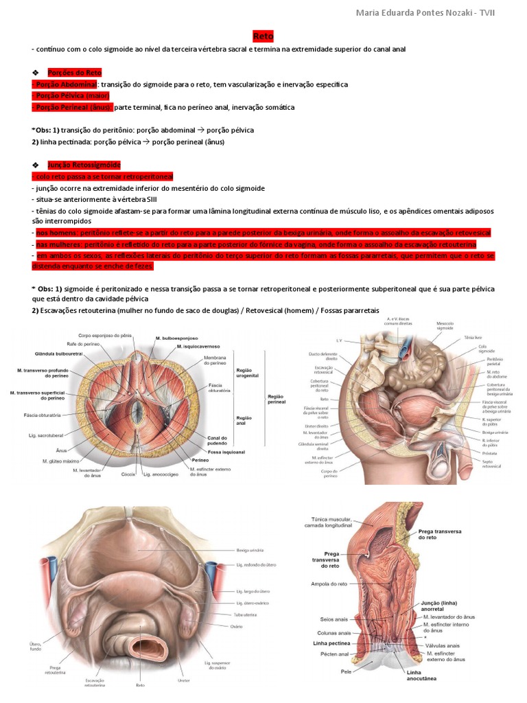 PDF) Obliteração do reto e canal anal como complicação da  retossigmoidectomia anterior com anastomose colorretal baixa: relato de caso