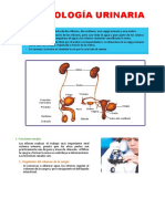 PRECTICA Fisiologiaurinaria
