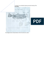 Oncorhynchus Lab Assessment Template (REMOTE VERSION)