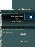 The Nervous System: How Does It Work? By: Mandy Bourland