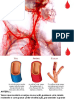 Sistema cardiovascular: artérias, veias, circulações e doenças