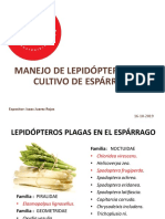 MANEJO DE LEPIDOPTEROS EN EL ESPÁRRAGO APTCH 2019 - Ing. Isaac Juarez